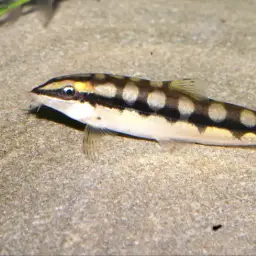 Dwarf Clown Loach, photo 8