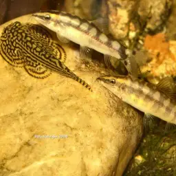 Dwarf Clown Loach, photo 9