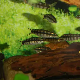 Dwarf Clown Loach, photo 10