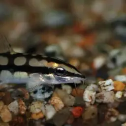Dwarf Clown Loach, photo 11