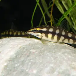 Dwarf Clown Loach, photo 12