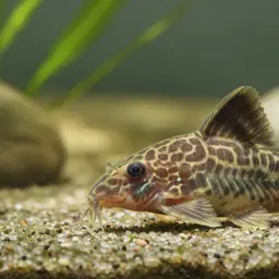 Ambiacus Cory, photo 3