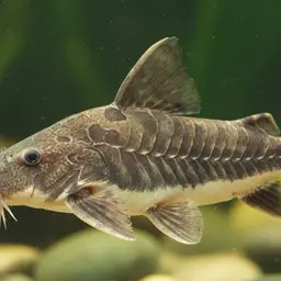 Hancock's Amblydoras