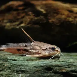 Blue-eyed Catfish, photo 2