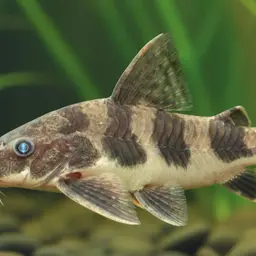 Blue-eyed Catfish