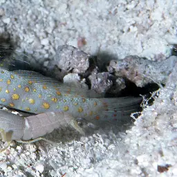 Spotted Shrimp Goby