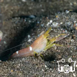 Spotted Shrimp Goby, photo 2