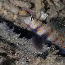 Spotted Shrimp Goby, photo 3