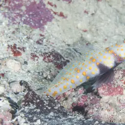 Spotted Shrimp Goby, photo 4