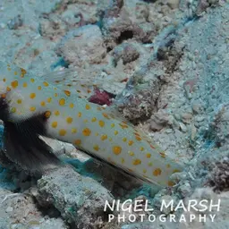 Spotted Shrimp Goby, photo 5