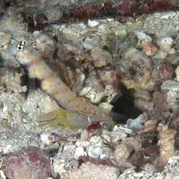 Spotted Shrimp Goby, photo 6