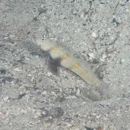 Spotted Shrimp Goby, photo 7