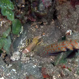 Spotted Shrimp Goby, photo 8