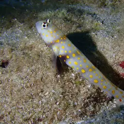 Spotted Shrimp Goby, photo 9