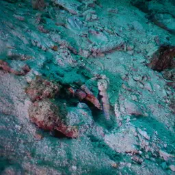 Spotted Shrimp Goby, photo 10