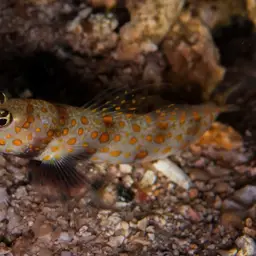 Spotted Shrimp Goby, photo 11