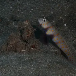 Spotted Shrimp Goby, photo 12
