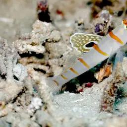 Randall's Prawn-goby