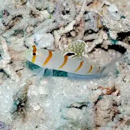 Randall's Prawn-goby, photo 2