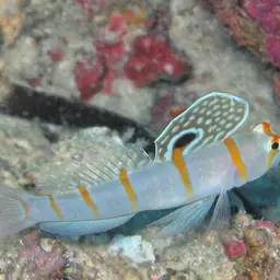 Randall's Prawn-goby, photo 3