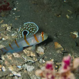 Randall's Prawn-goby, photo 4