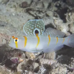 Randall's Prawn-goby, photo 5