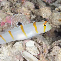 Randall's Prawn-goby, photo 6