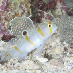 Randall's Prawn-goby, photo 7