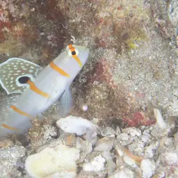 Randall's Prawn-goby, photo 8