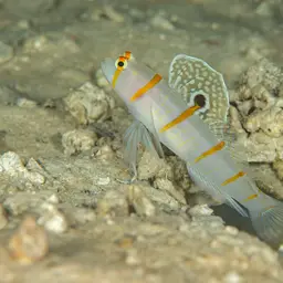 Randall's Prawn-goby, photo 9