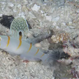 Randall's Prawn-goby, photo 10