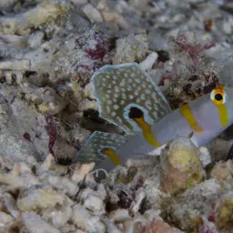 Randall's Prawn-goby, photo 11