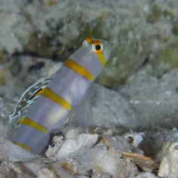 Randall's Prawn-goby, photo 12