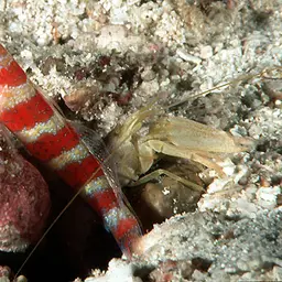 Barred Shrimpgoby, photo 1