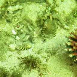 Barred Shrimpgoby, photo 2