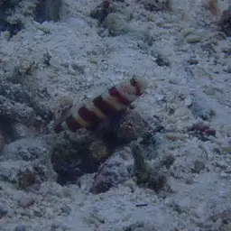 Barred Shrimpgoby, photo 3