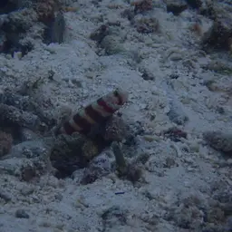 Barred Shrimpgoby, photo 4