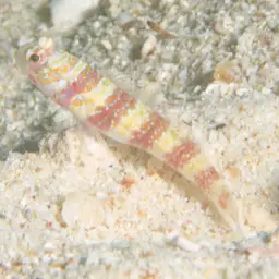Barred Shrimpgoby, photo 5