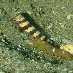 Barred Shrimpgoby, photo 6