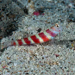 Barred Shrimpgoby, photo 7