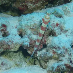 Barred Shrimpgoby, photo 8