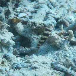 Barred Shrimpgoby, photo 9
