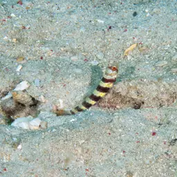 Barred Shrimpgoby, photo 10