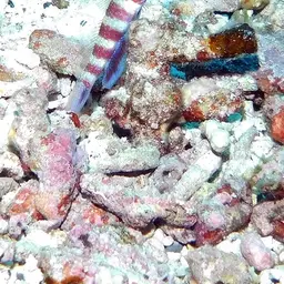 Barred Shrimpgoby, photo 11