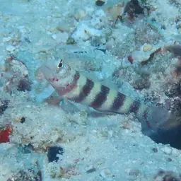 Barred Shrimpgoby, photo 12