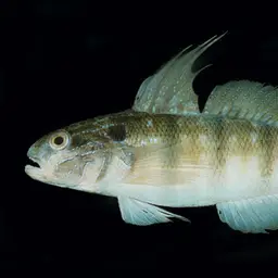 Whitelined Goby