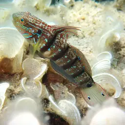 Whitelined Goby, photo 2