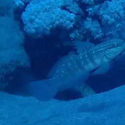 Whitelined Goby, photo 3