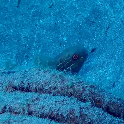Whitelined Goby, photo 4