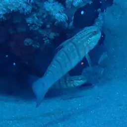 Whitelined Goby, photo 5